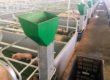 Sow Max Feeder