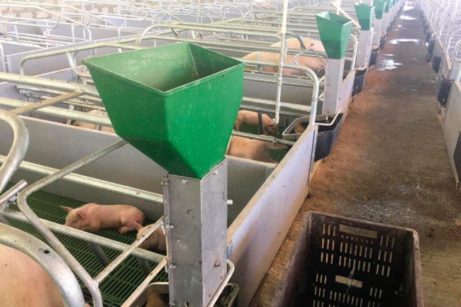Sow Max Feeder