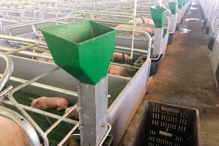 Sow Max Feeder