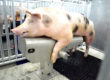 Potro inseminación