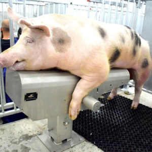 Potro inseminación