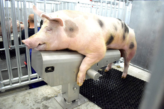 Potro inseminación