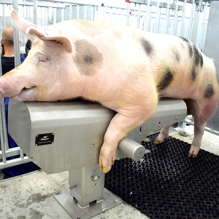 Potro inseminación